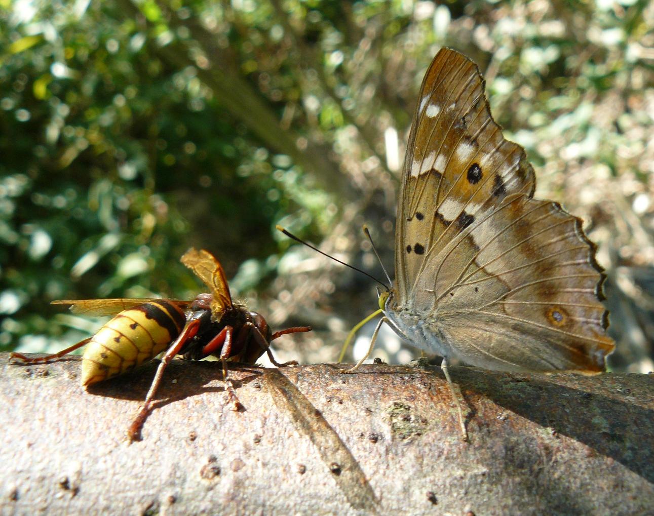 farfalle identificazione